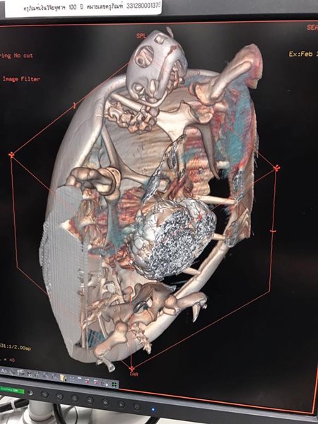 เต่าทะเลกลืนเหรียญลงท้อง เต่าทะเลกลืนเหรียญลงท้อง