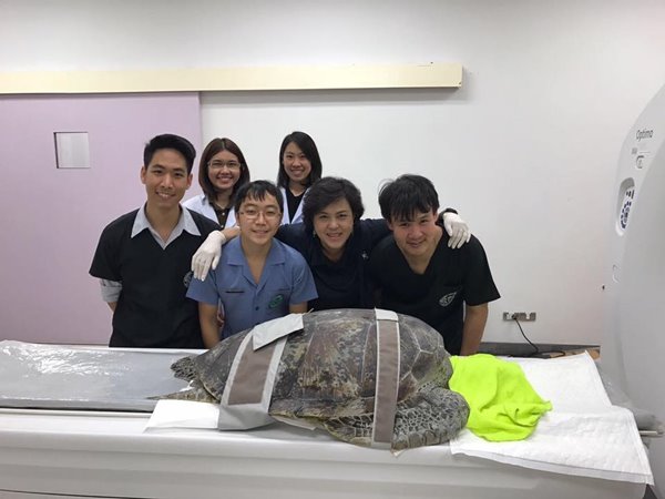 เต่าทะเลกลืนเหรียญลงท้อง เต่าทะเลกลืนเหรียญลงท้อง