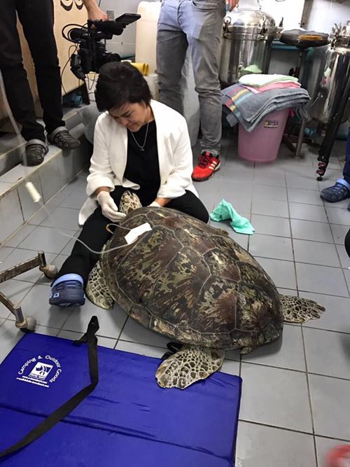 เต่าออมสิน เต่าออมสิน