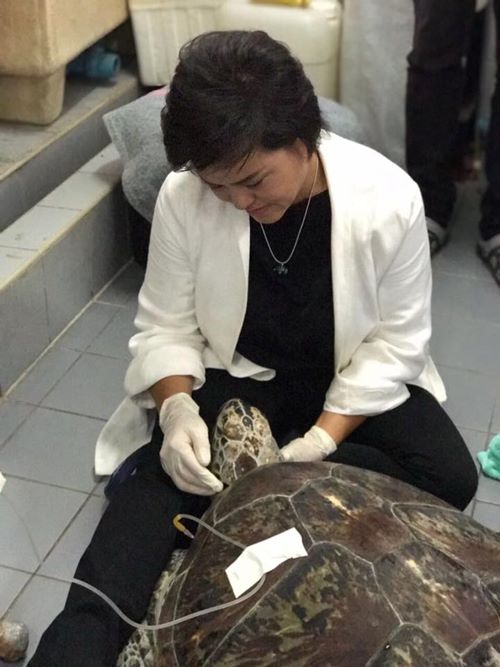 เต่าออมสิน เต่าออมสิน