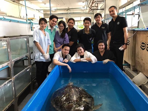 เต่าออมสิน เต่าออมสิน