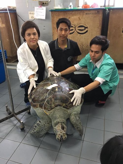 เต่าออมสิน เต่าออมสิน