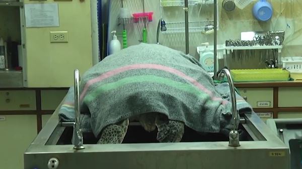 เต่าออมสิน เต่าออมสิน