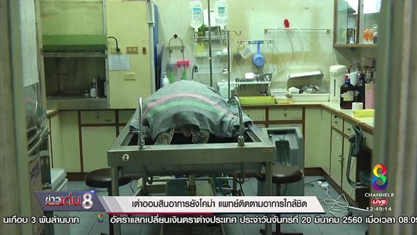 เต่าออมสิน เต่าออมสิน