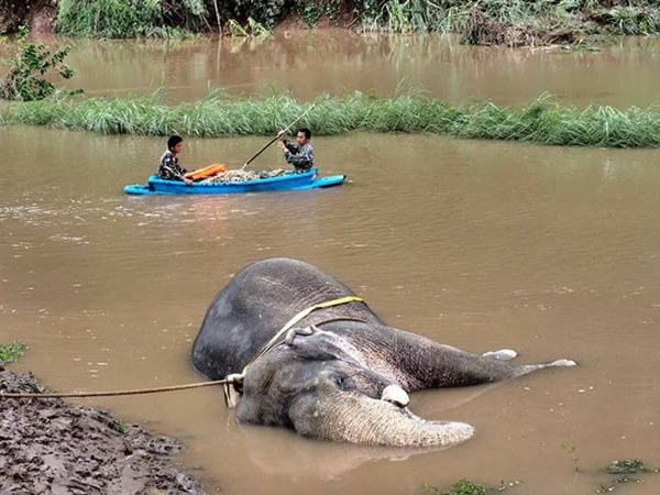 ช้างป่าตกคลองชมพู ช้างป่าตกคลองชมพู