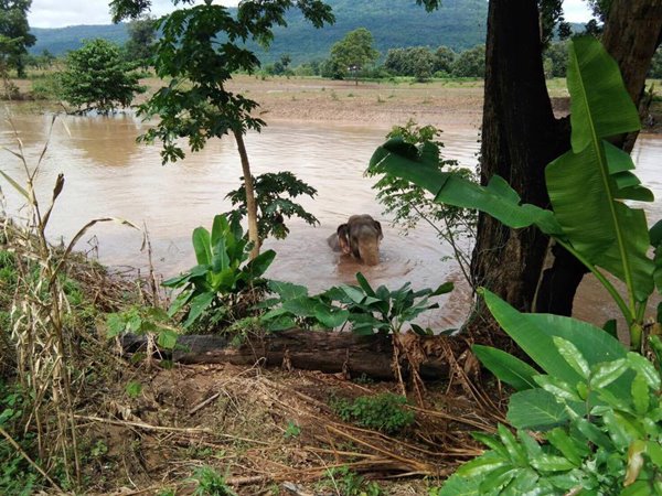 ช้างป่าตกคลองชมพู ช้างป่าตกคลองชมพู