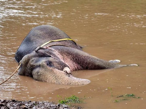 ช้างป่าตกคลองชมพู ช้างป่าตกคลองชมพู