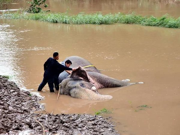 ช้างป่าตกคลองชมพู ช้างป่าตกคลองชมพู