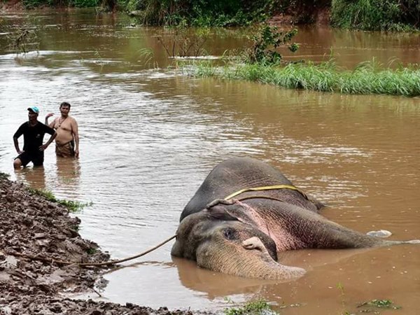 ช้างป่าตกคลองชมพู ช้างป่าตกคลองชมพู