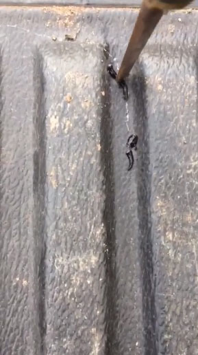 หนอนตัวแบนนิวกินี หนอนตัวแบนนิวกินี