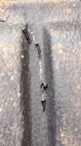 หนอนตัวแบนนิวกินี หนอนตัวแบนนิวกินี