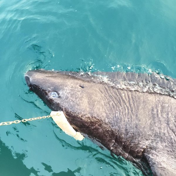 ฉลามกรีนแลนด์โบราณ ฉลามกรีนแลนด์โบราณ