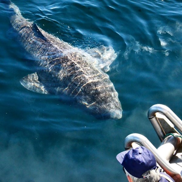 ฉลามกรีนแลนด์โบราณ ฉลามกรีนแลนด์โบราณ