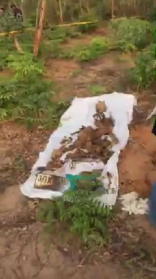 พบร่าง พบร่าง