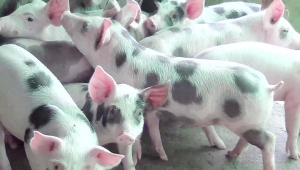 ลูกหมูลายจุด ลูกหมูลายจุด