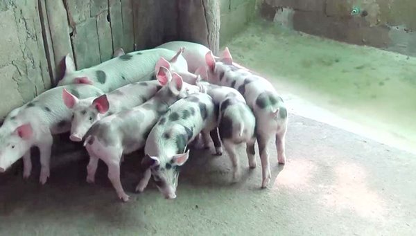 ลูกหมูลายจุด ลูกหมูลายจุด