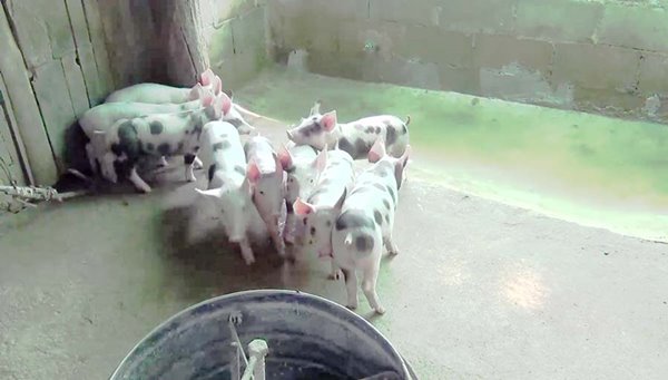 ลูกหมูลายจุด ลูกหมูลายจุด