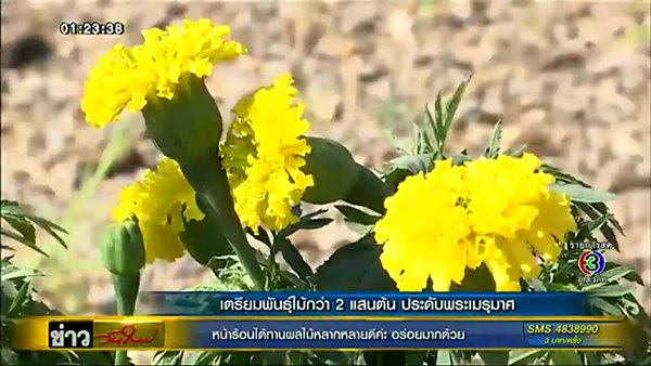 เปิดภาพล่าสุด การสร้างพระเมรุมาศ - เตรียมพันธุ์ไม้กว่า 2 แสนต้นประดับ เปิดภาพล่าสุด การสร้างพระเมรุมาศ - เตรียมพันธุ์ไม้กว่า 2 แสนต้นประดับ