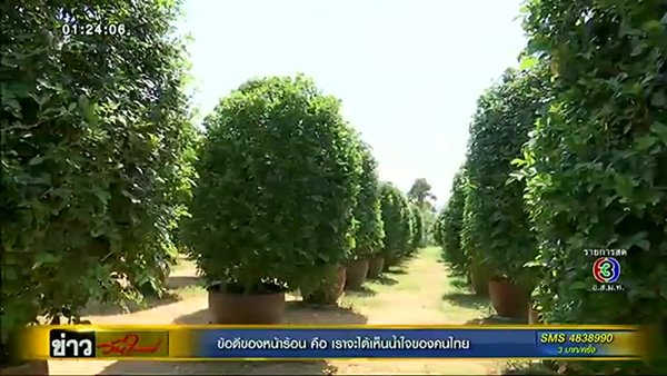 เปิดภาพล่าสุด การสร้างพระเมรุมาศ - เตรียมพันธุ์ไม้กว่า 2 แสนต้นประดับ เปิดภาพล่าสุด การสร้างพระเมรุมาศ - เตรียมพันธุ์ไม้กว่า 2 แสนต้นประดับ