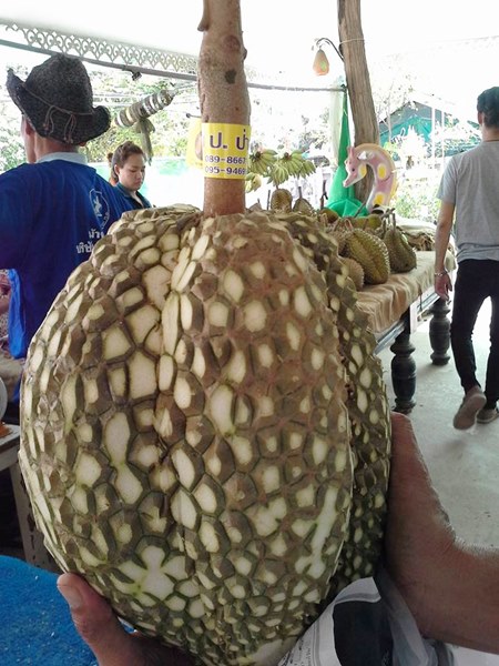 ทุเรียนไร้หนามตามสั่ง ทุเรียนไร้หนามตามสั่ง