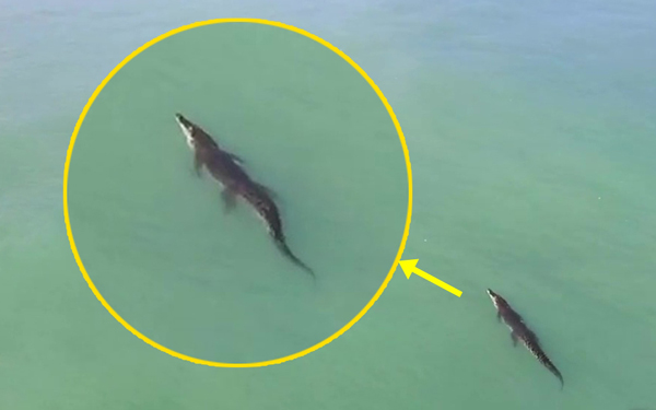 จระเข้ ภูเก็ต จระเข้ ภูเก็ต