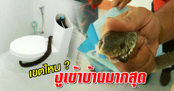 งูเข้าบ้าน งูเข้าบ้าน