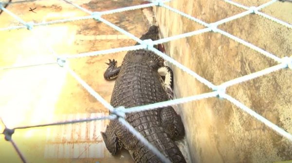 จระเข้ภูเก็ต จระเข้ภูเก็ต