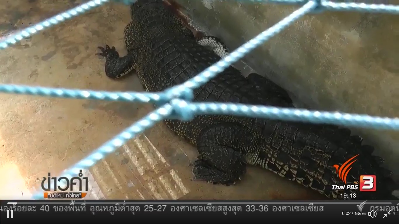 จระเข้ภูเก็ต จระเข้ภูเก็ต