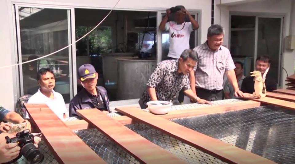 จระเข้ภูเก็ต จระเข้ภูเก็ต