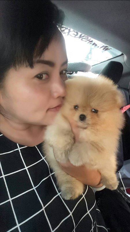 นักศึกษาแพทย์ฆ่าหมาเอาเงินประกัน นักศึกษาแพทย์ฆ่าหมาเอาเงินประกัน