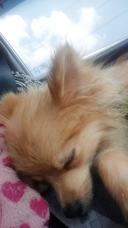 นักศึกษาแพทย์ฆ่าหมาเอาเงินประกัน นักศึกษาแพทย์ฆ่าหมาเอาเงินประกัน