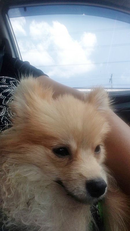 นักศึกษาแพทย์ฆ่าหมาเอาเงินประกัน นักศึกษาแพทย์ฆ่าหมาเอาเงินประกัน