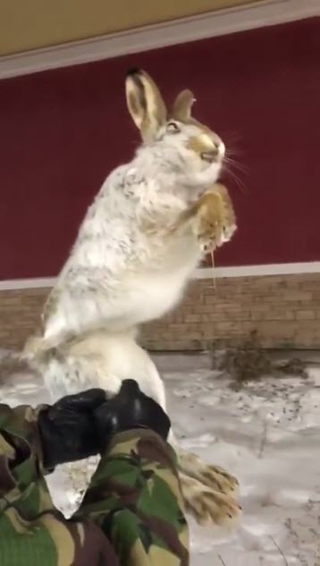 สัตว์แข็งตาย สัตว์แข็งตาย