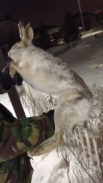 สัตว์แข็งตาย สัตว์แข็งตาย