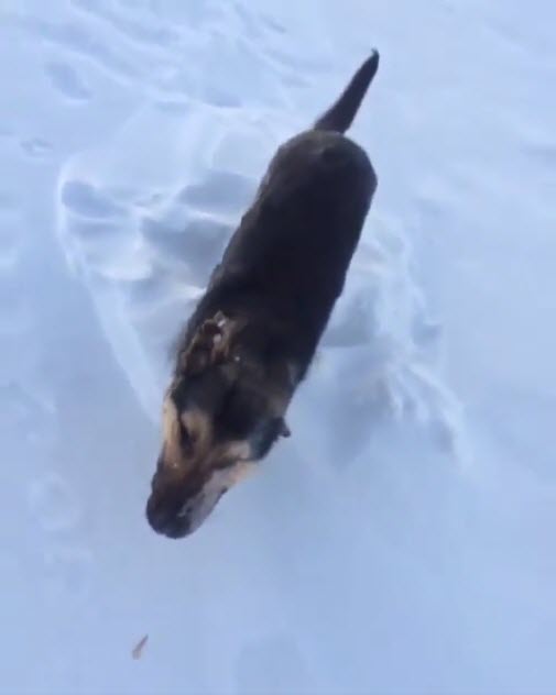 สัตว์แข็งตาย สัตว์แข็งตาย