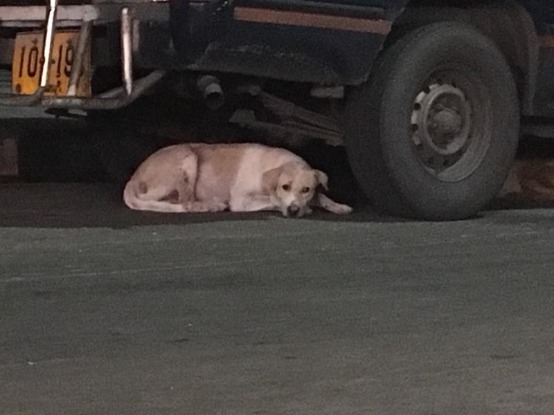 หมาจรจัดไล่กัดคน หมาจรจัดไล่กัดคน