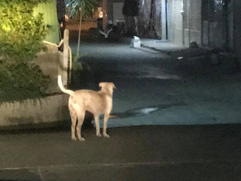 หมาจรจัดไล่กัดคน หมาจรจัดไล่กัดคน