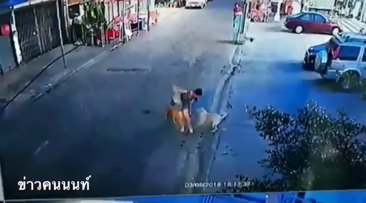 หมาจรจัดไล่กัดคน หมาจรจัดไล่กัดคน