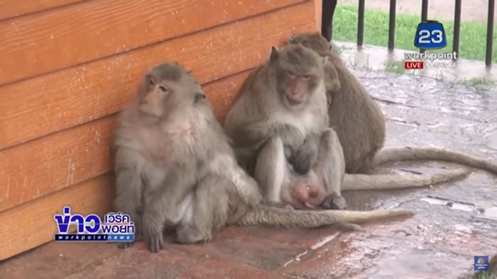 ลิงลพบุรีตากฝน ลิงลพบุรีตากฝน