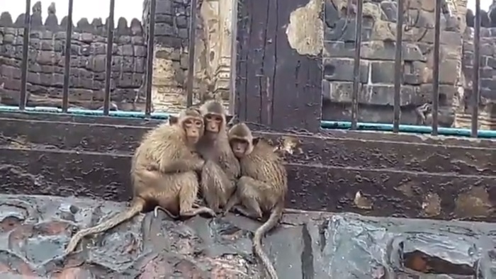 ลิงลพบุรีตากฝน ลิงลพบุรีตากฝน