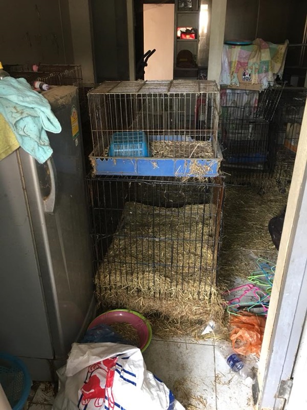 ผู้เช่ามหาภัย ผู้เช่ามหาภัย