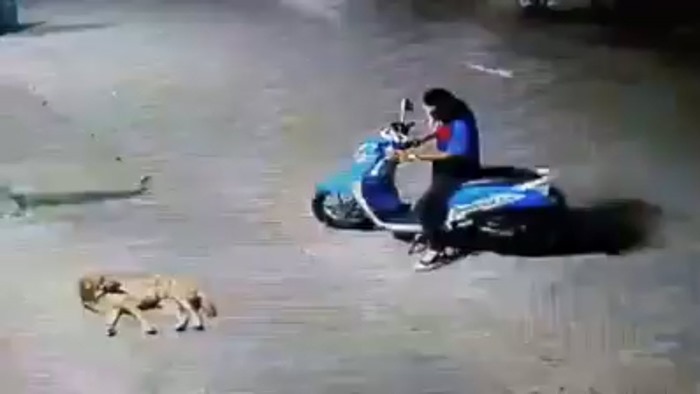 ขโมยหมา ขโมยหมา