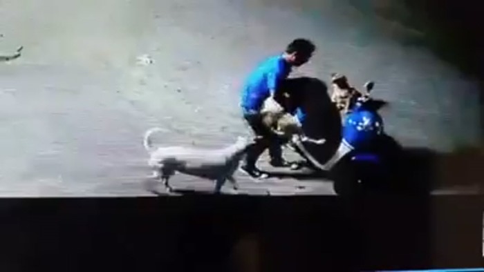 ขโมยหมา ขโมยหมา