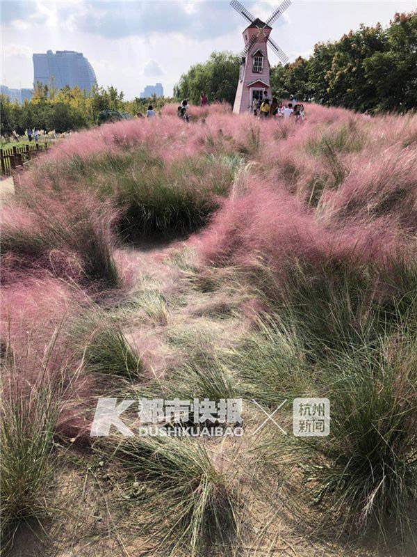 ทุ่งหญ้าสีชมพูในจีน ทุ่งหญ้าสีชมพูในจีน