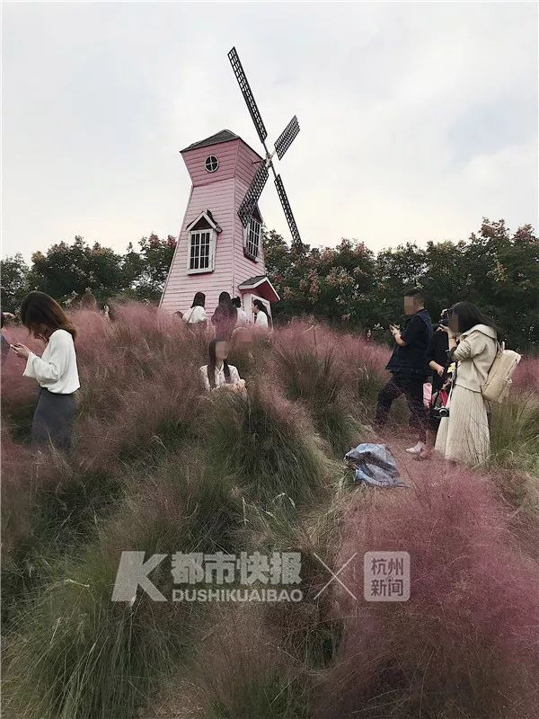 ทุ่งหญ้าสีชมพูในจีน ทุ่งหญ้าสีชมพูในจีน