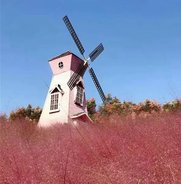 ทุ่งหญ้าสีชมพูในจีน ทุ่งหญ้าสีชมพูในจีน