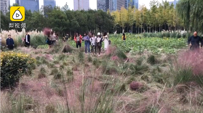 ทุ่งหญ้าสีชมพูในจีน ทุ่งหญ้าสีชมพูในจีน