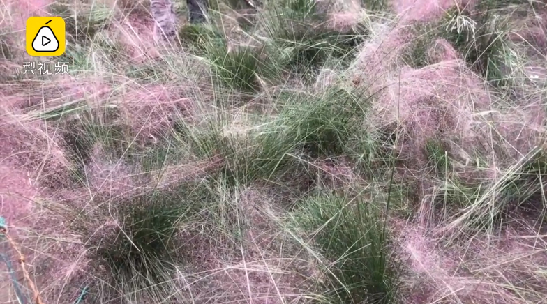 ทุ่งหญ้าสีชมพูในจีน ทุ่งหญ้าสีชมพูในจีน