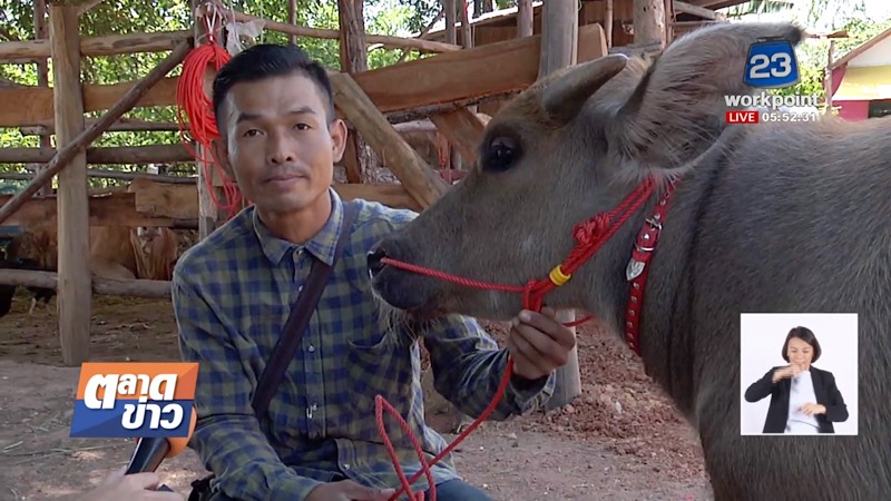 น้องคำแพง ควายแคระ น้องคำแพง ควายแคระ