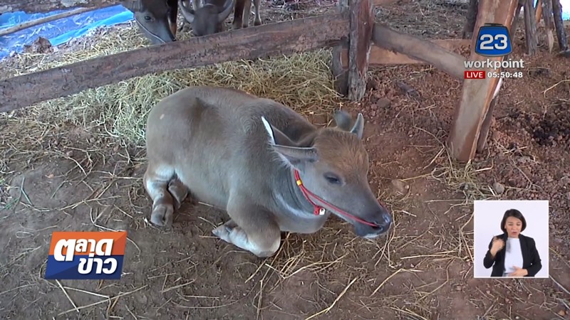 น้องคำแพง ควายแคระ น้องคำแพง ควายแคระ